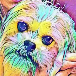 Meet your Posher, Crazy daisy